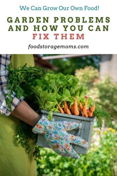 Garden Problems And How You Can Fix Them