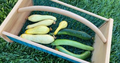 How To Grow Squash