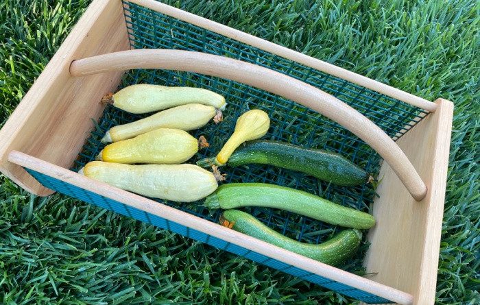 How To Grow Squash