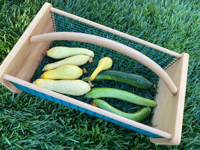 How To Grow Squash