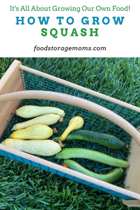 How To Grow Squash