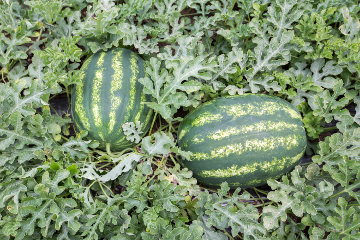 What To Plant In June