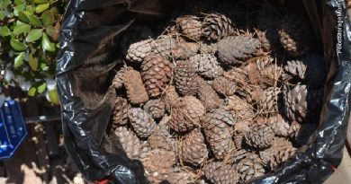How To Clean, Bake, And Store Pine Cones