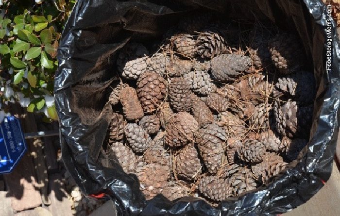 How To Clean, Bake, And Store Pine Cones