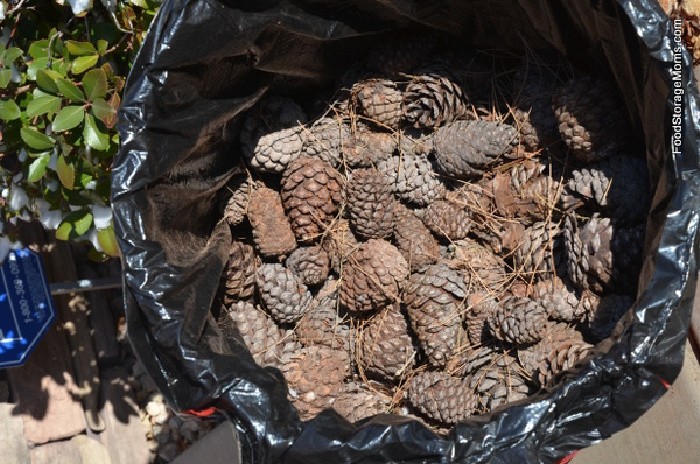 How To Clean, Bake, And Store Pine Cones