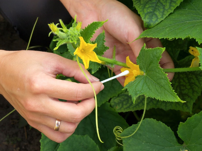 What To Plant In July-Zones 1-10