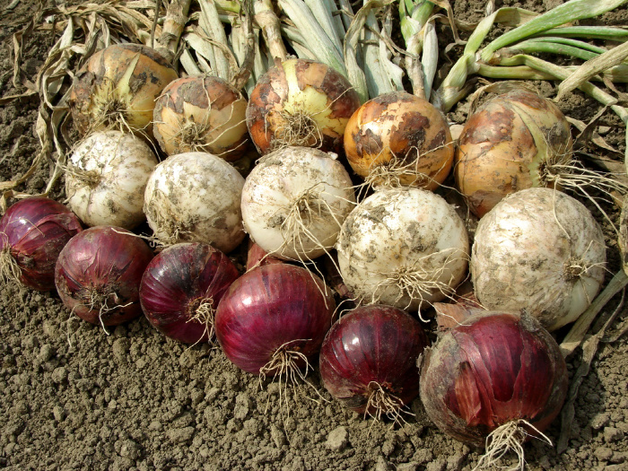 Onions