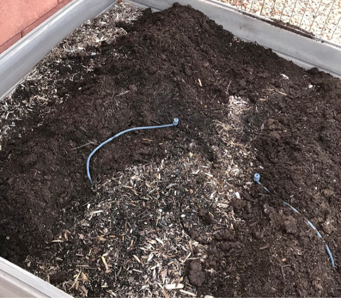 Here we mound dirt over the asparagus cut back branches with fresh soil