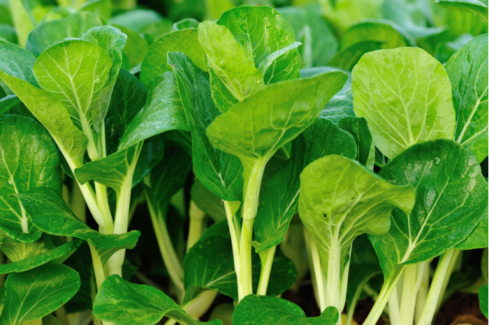 What to Plant in September-Zones 1-10