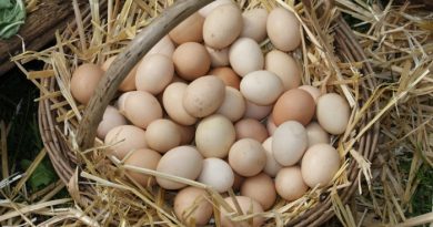 What You Need to Know About Farm Fresh Eggs