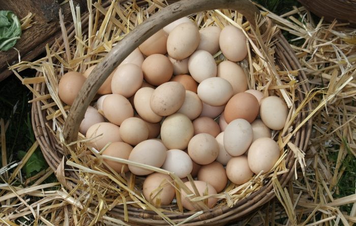 What You Need to Know About Farm Fresh Eggs