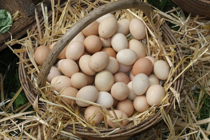 How to Clean Chicken Eggs 