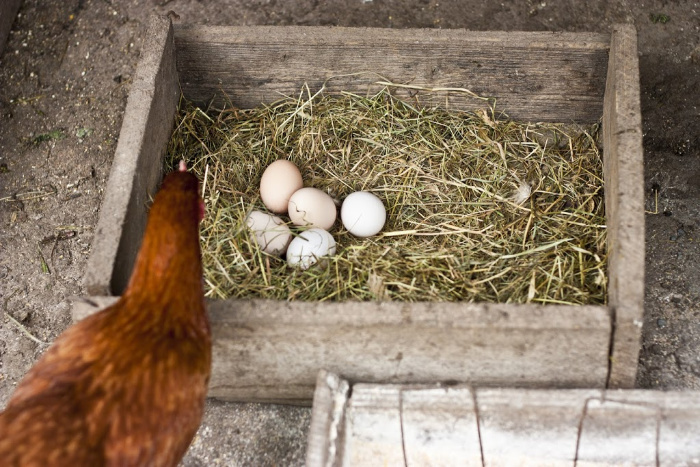 What You Need to Know About Farm Fresh Eggs - Food Storage 
