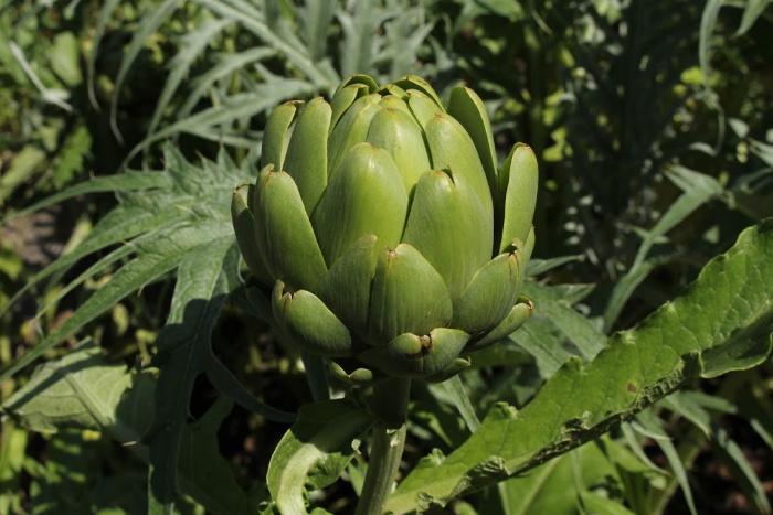 Artichokes: Everything You Need To Know