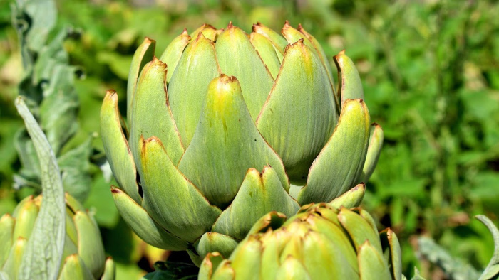 Artichokes: Everything You Need To Know