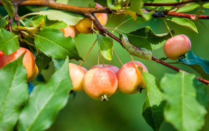 Crab Apples: Everything You Need to Know