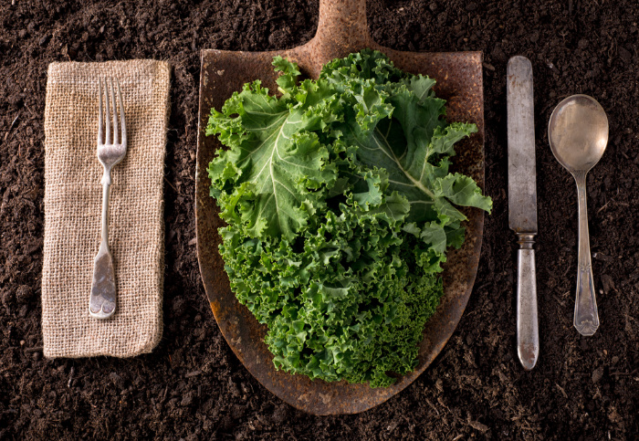 Dehydrating Kale and Make Kale Powder