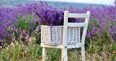 Lavender: Everything You Need to Know