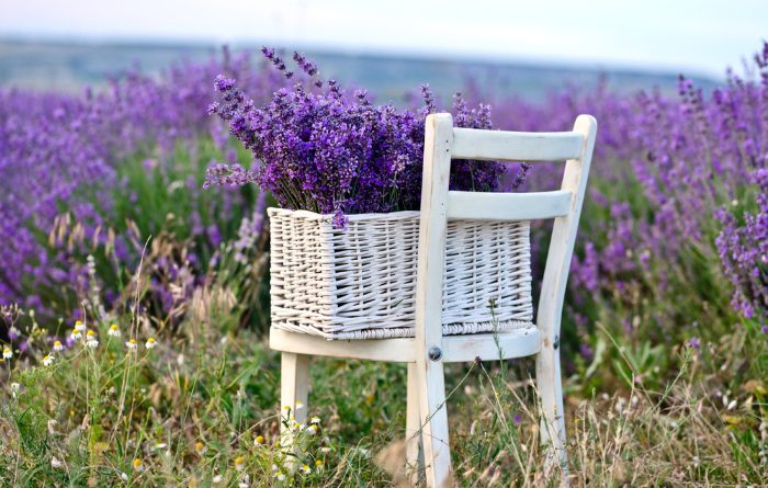 Lavender: Everything You Need to Know