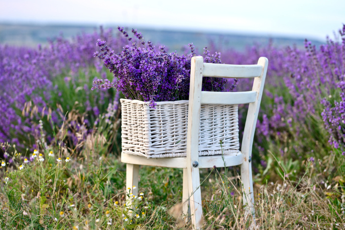 Lavender: Everything You Need to Know