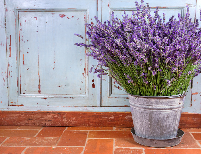 Lavender: Everything You Need to Know