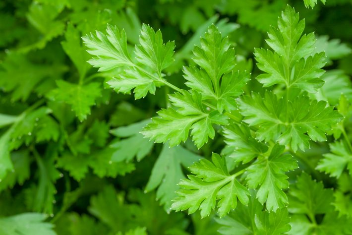 Growing Parsley In the Garden