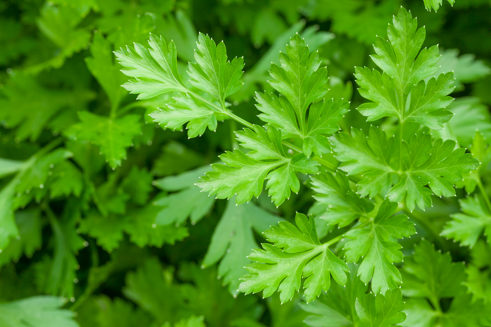 Growing Parsley In the Garden