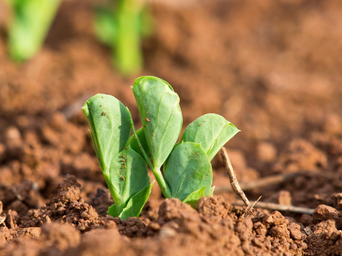 Planting Peas In The Garden