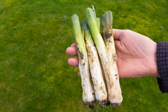 Freshly Picked Leeks From The Garden