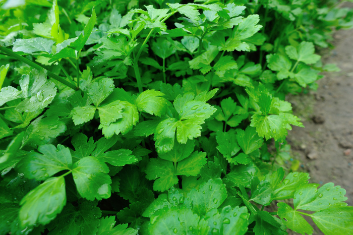 Growing Celery In The Garden