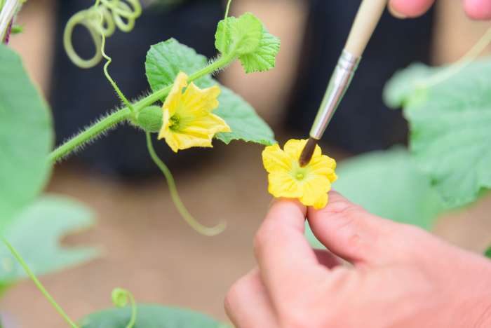 Hand Pollinate Flowers