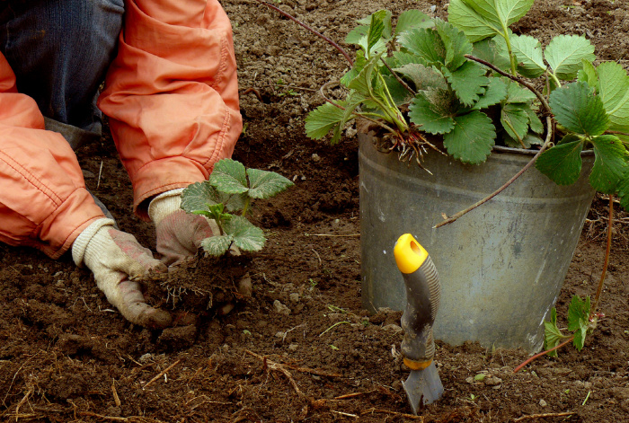 Getting ready to plant strawberry plants