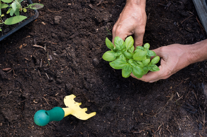 Planting a small basil seedling