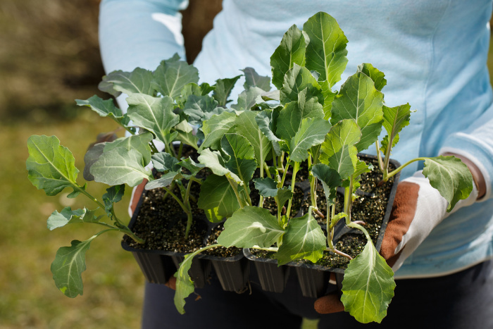 Broccoli seedlings ready to plant