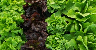 What to Plant in January-Zones 1-10