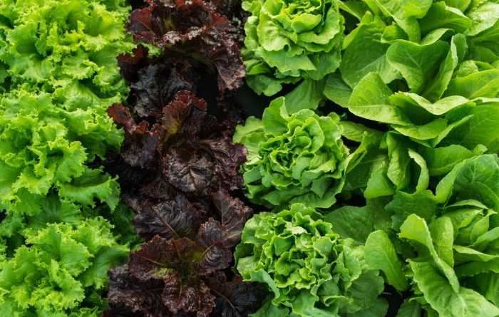 What to Plant in January-Zones 1-10
