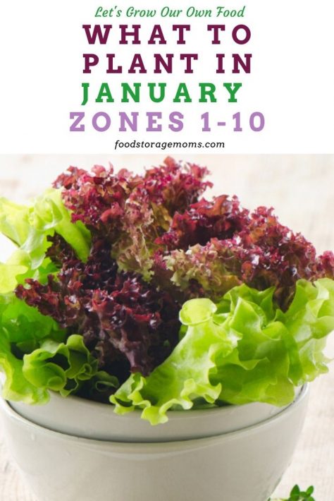 What To Plant In January