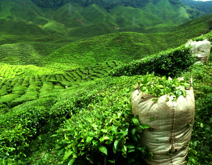 Green Tea growing in a field