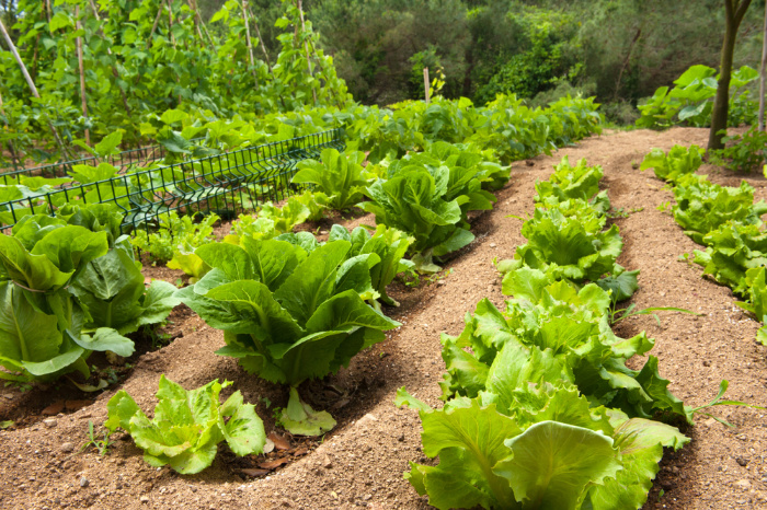 What To Plant In February Lettuce Growing