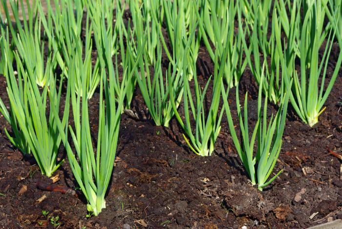 What To Plant In February Growing Onions In The Ground