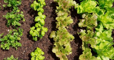 Cilantro, Basil & Lettuce