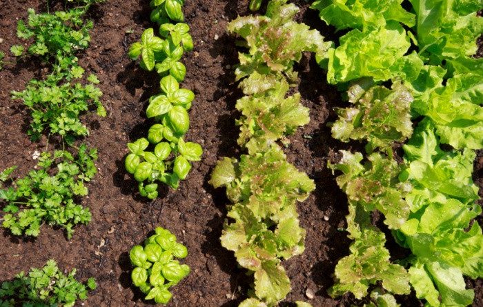 Cilantro, Basil & Lettuce