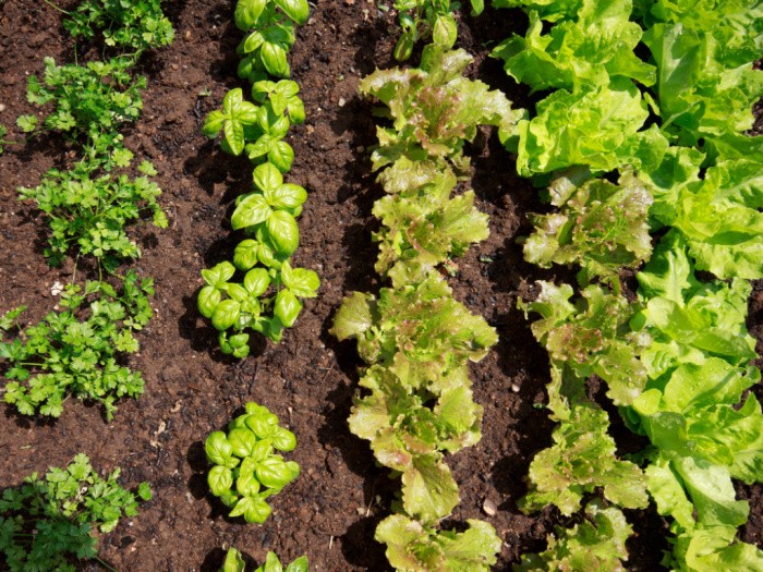 Cilantro, Basil & Lettuce