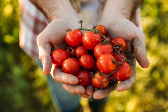 What To Plant In February Tomatoes