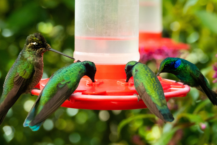 Bird Feeder with several Hummingbirds