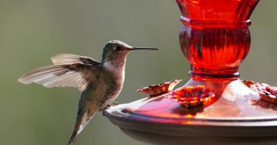 Hummingbird perched on feeder