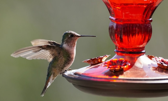 Hummingbird perched on feeder