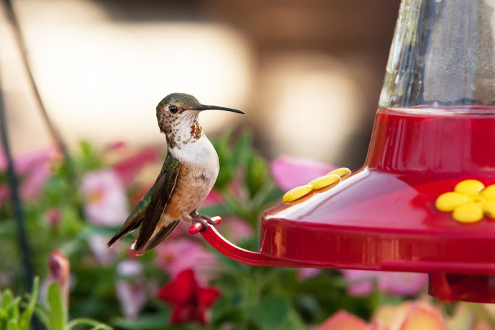 Hummingbird on ledge of feeder