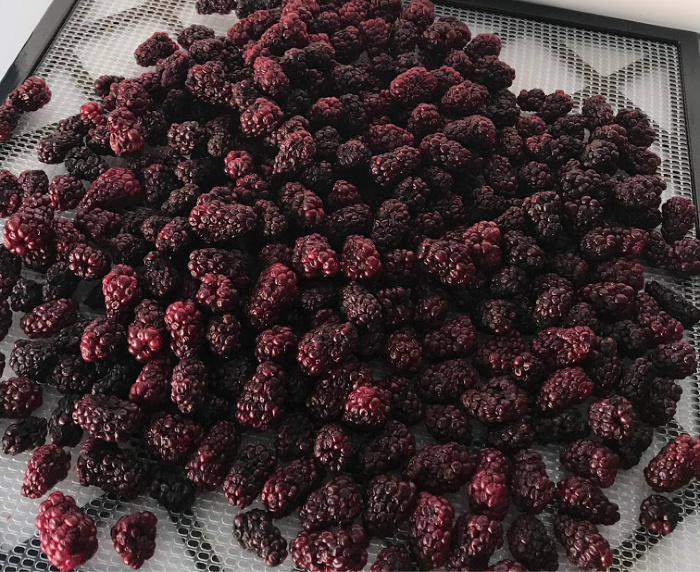 Blackberries Dehydrated Piled Up
