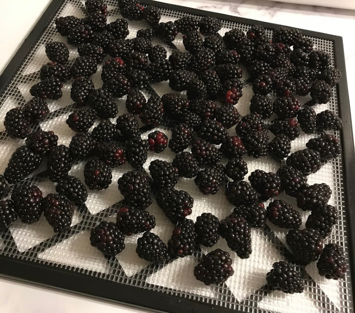 Fresh Blackberries ready to dehydrate